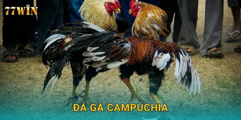 Đá gà Campuchia 77WIN – Kết nối trực tiếp trường gà đỉnh cao