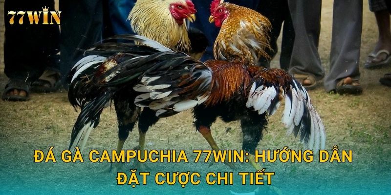 Đá gà Campuchia 77WIN – Kết nối trực tiếp trường gà đỉnh cao 2 Đá gà Campuchia 77WIN: Hướng dẫn đặt cược chi tiết