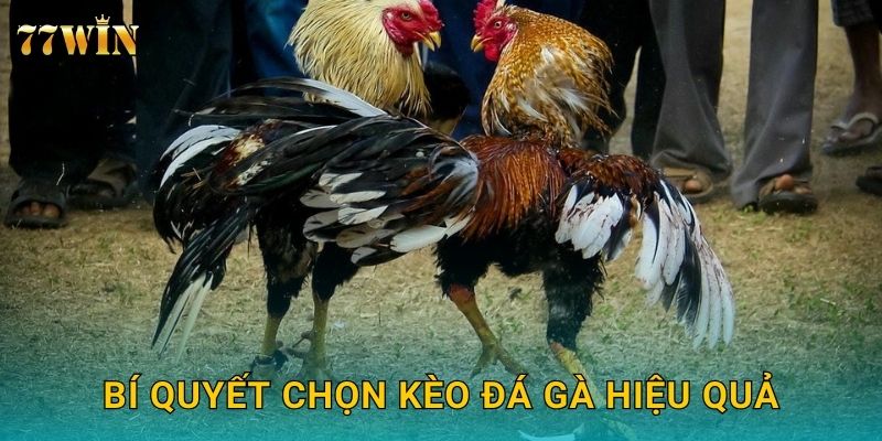 Đá gà Campuchia 77WIN – Kết nối trực tiếp trường gà đỉnh cao 3 Bí quyết chọn kèo đá gà hiệu quả