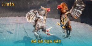Đá gà cựa sắt 77WIN – Đặt cược gay cấn, thắng lớn nhanh chóng