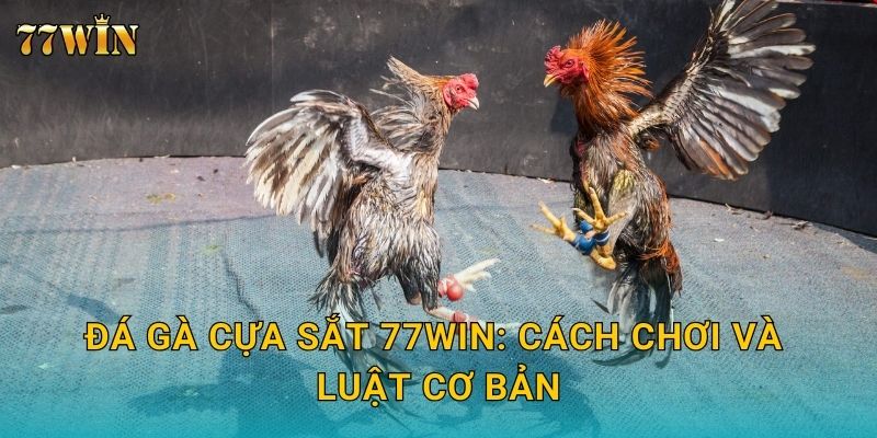 Đá gà cựa sắt 77WIN – Đặt cược gay cấn, thắng lớn nhanh chóng 2 Đá gà cựa sắt 77WIN: Cách chơi và luật cơ bản