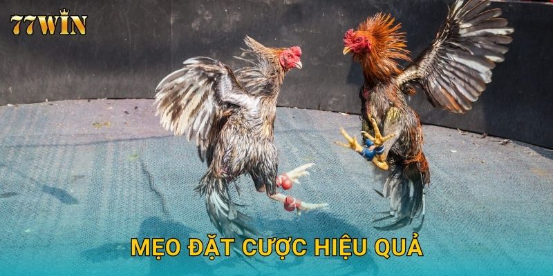 Đá gà cựa sắt 77WIN – Đặt cược gay cấn, thắng lớn nhanh chóng 3 Mẹo đặt cược hiệu quả