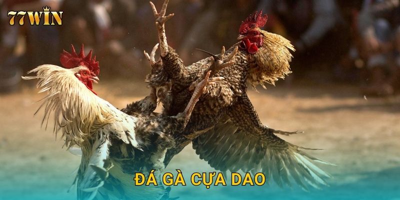 Đá gà cựa dao 77WIN – Tốc độ cao, tỷ lệ thắng cực hấp dẫn