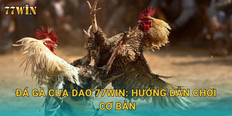 Đá gà cựa dao 77WIN – Tốc độ cao, tỷ lệ thắng cực hấp dẫn 2 Đá gà cựa dao 77WIN: Hướng dẫn chơi cơ bản