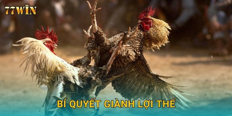 Đá gà cựa dao 77WIN – Tốc độ cao, tỷ lệ thắng cực hấp dẫn 3 Bí quyết giành lợi thế