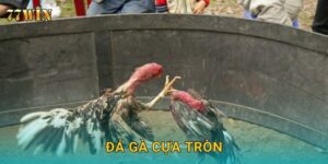 Đá gà cựa tròn 77WIN – Trải nghiệm mới lạ, kịch tính từng phút