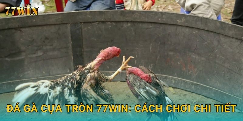 Đá gà cựa tròn 77WIN – Trải nghiệm mới lạ, kịch tính từng phút 2 Đá gà cựa tròn 77WIN: Cách chơi chi tiết