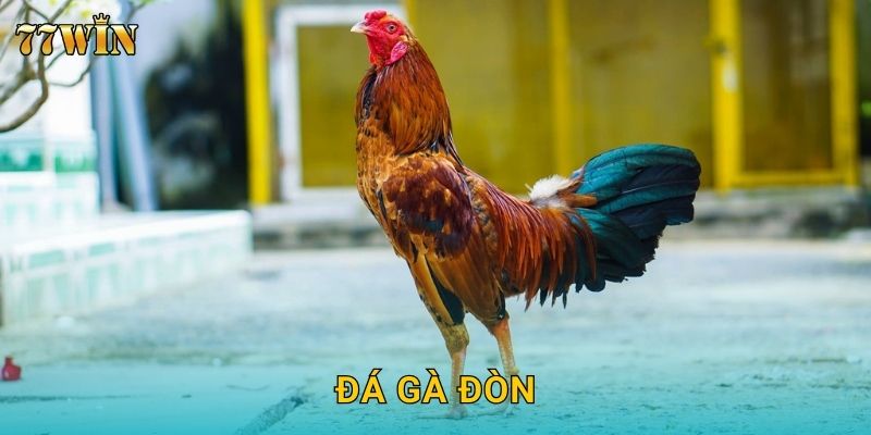 Đá gà đòn 77WIN – Trận đấu sức bền đỉnh cao, đặt cược hấp dẫn