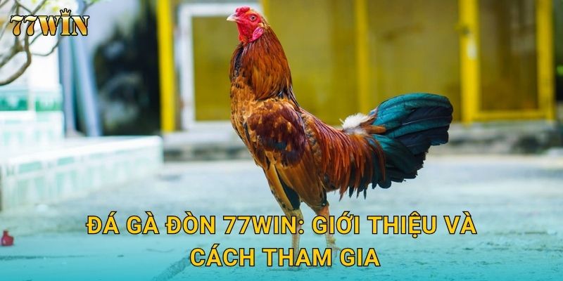 Đá gà đòn 77WIN – Trận đấu sức bền đỉnh cao, đặt cược hấp dẫn 2 Đá gà đòn 77WIN: Giới thiệu và cách tham gia