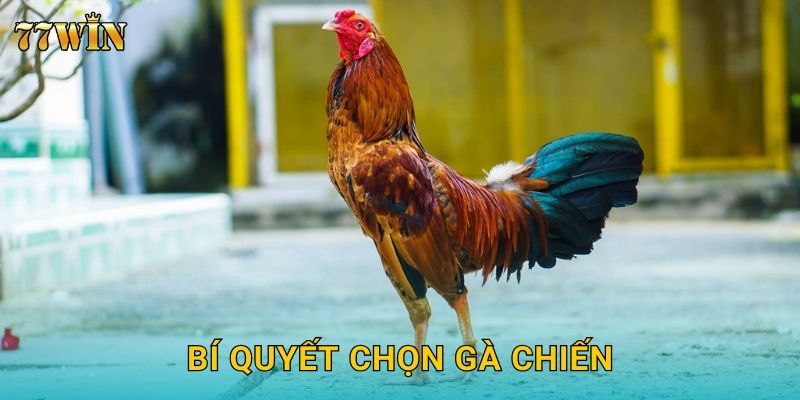 Đá gà đòn 77WIN – Trận đấu sức bền đỉnh cao, đặt cược hấp dẫn 3 Bí quyết chọn gà chiến