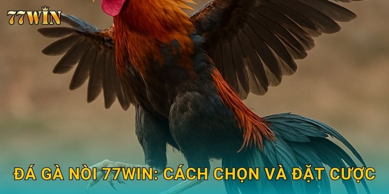 Đá gà nòi 77WIN – Chọn giống gà chất lượng, thắng cược dễ dàng 2 Đá gà nòi 77WIN: Cách chọn và đặt cược