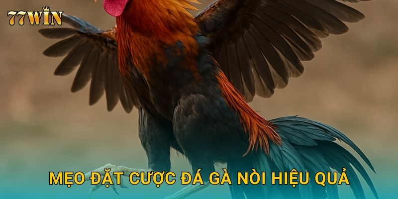 Đá gà nòi 77WIN – Chọn giống gà chất lượng, thắng cược dễ dàng 3 Mẹo đặt cược đá gà nòi hiệu quả
