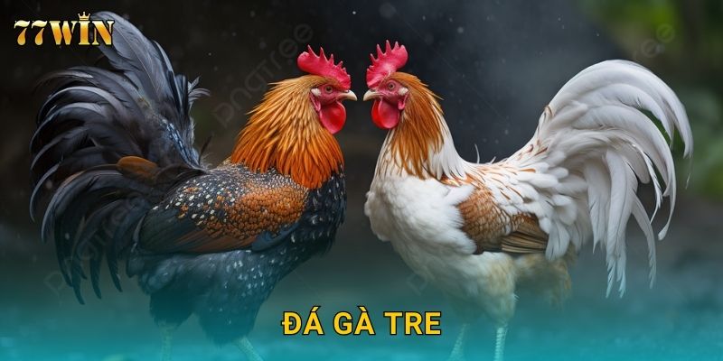 Đá gà tre 77WIN – Nhỏ nhưng mạnh, kịch tính bất ngờ