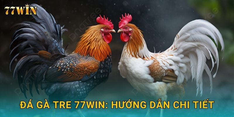 Đá gà tre 77WIN – Nhỏ nhưng mạnh, kịch tính bất ngờ 2 Đá gà tre 77WIN: Hướng dẫn chi tiết