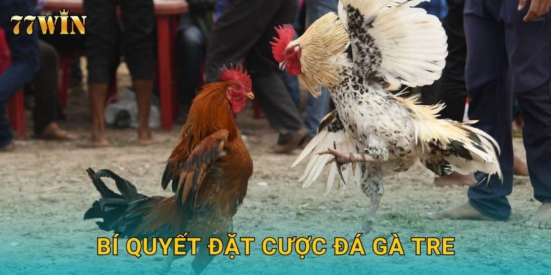 Đá gà tre 77WIN – Nhỏ nhưng mạnh, kịch tính bất ngờ 3 Bí quyết đặt cược đá gà tre
