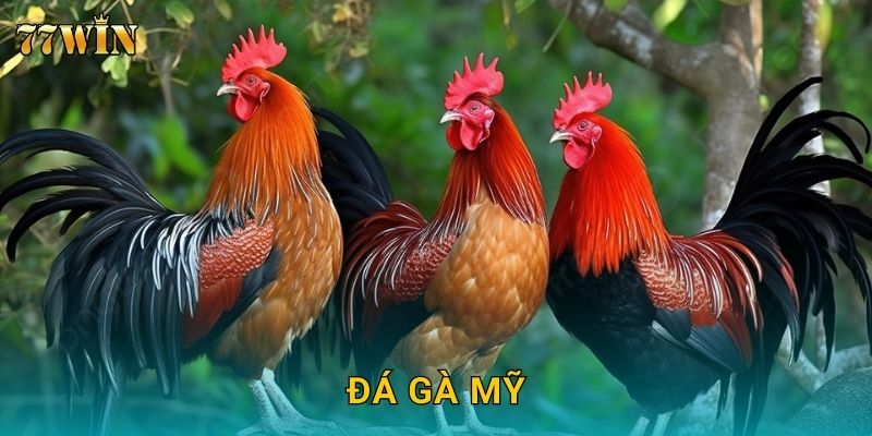Đá gà Mỹ 77WIN – Giống gà mạnh mẽ, tốc độ thi đấu cực cao