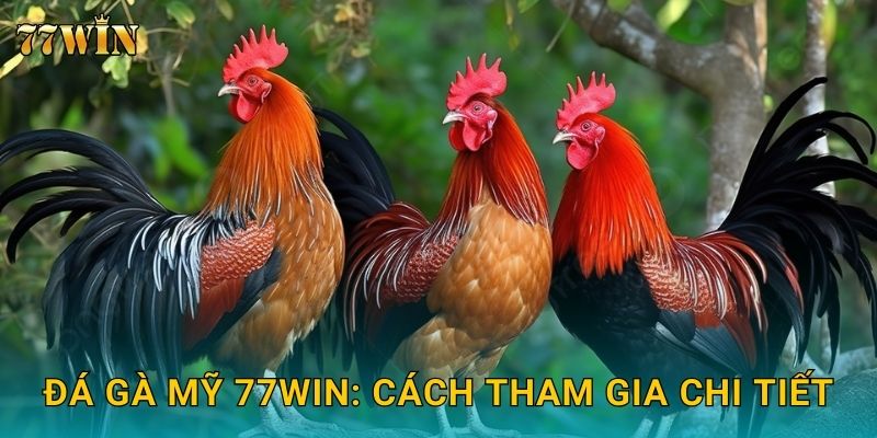 Đá gà Mỹ 77WIN: Cách tham gia chi tiết