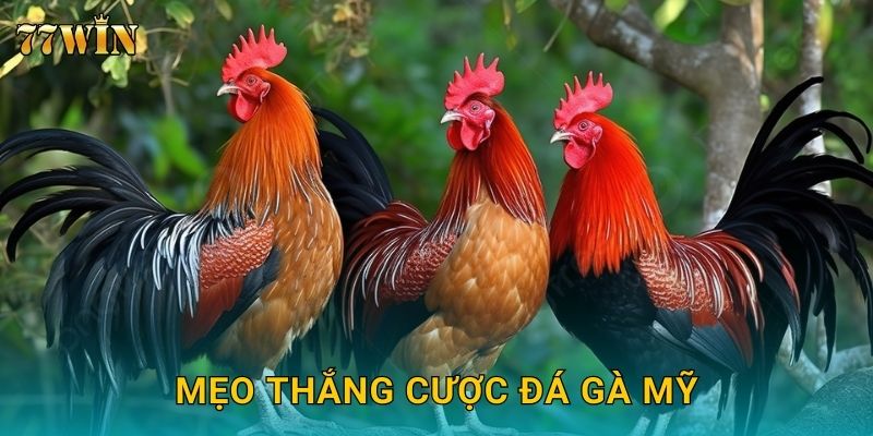 Mẹo thắng cược đá gà Mỹ