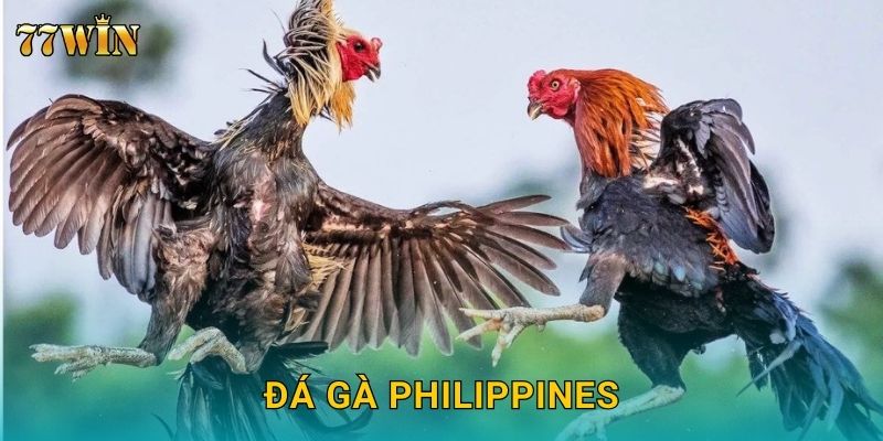 Đá gà Philippines 77WIN – Đấu trường đỉnh cao Đông Nam Á
