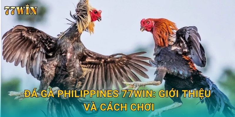 Đá gà Philippines 77WIN: Giới thiệu và cách chơi