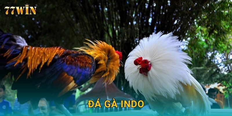 Đá gà Indo 77WIN – Đỉnh cao tốc độ, thắng lớn cực nhanh
