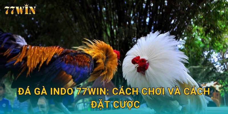Đá gà Indo 77WIN: Cách chơi và cách đặt cược