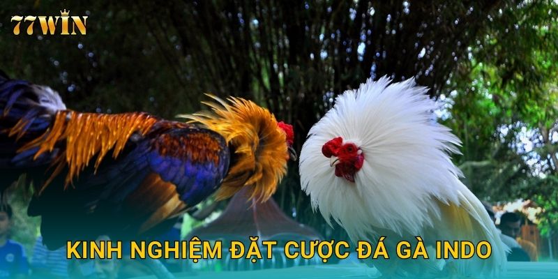 Kinh nghiệm đặt cược đá gà Indo