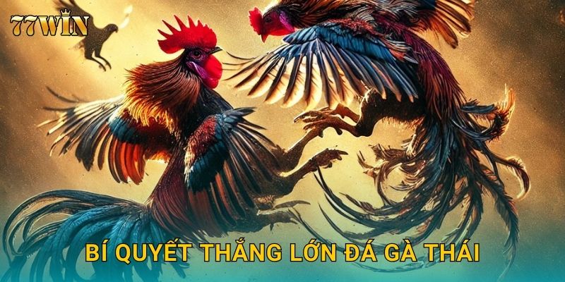 Đá gà Thái 77WIN – Giống gà chiến đỉnh cao, phong cách tinh quái 3 Bí quyết thắng lớn đá gà Thái