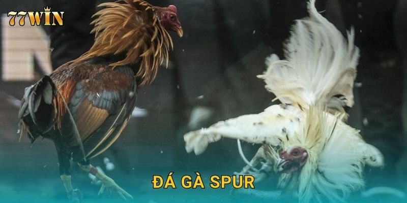 Đá gà spur 77WIN – Cựa sắt Mỹ, tốc độ và sức mạnh đỉnh cao