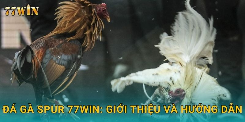 Đá gà spur 77WIN: Giới thiệu và hướng dẫn