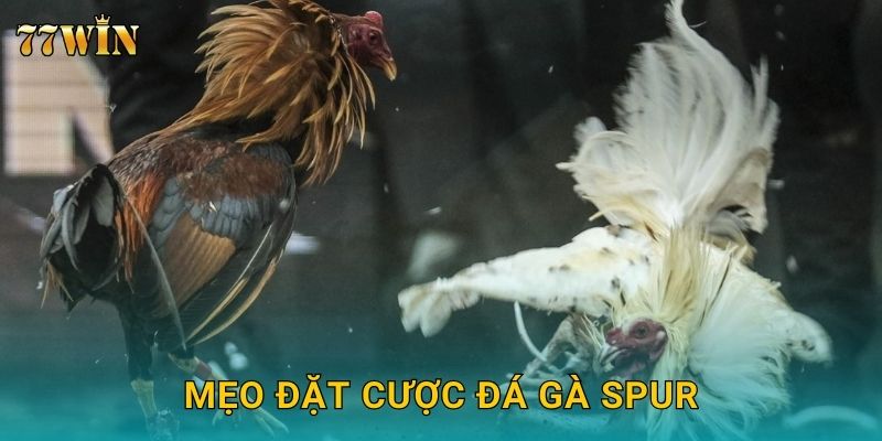 Mẹo đặt cược đá gà spur