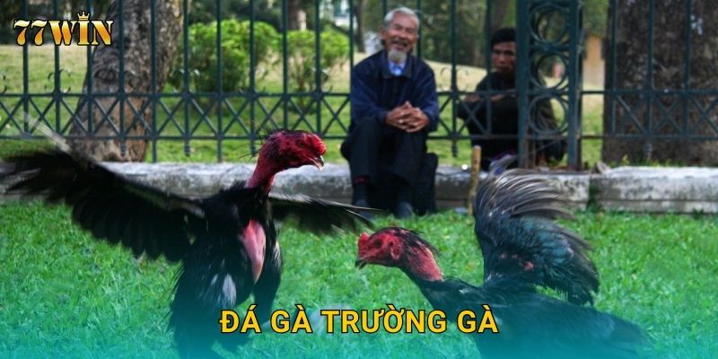 Đá gà trường gà 77WIN – Sân chơi quy mô lớn, trận đấu kịch tính