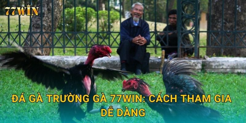 Đá gà trường gà 77WIN – Sân chơi quy mô lớn, trận đấu kịch tính 2 Đá gà trường gà 77WIN: Cách tham gia dễ dàng