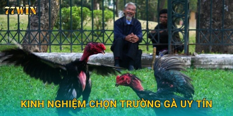 Đá gà trường gà 77WIN – Sân chơi quy mô lớn, trận đấu kịch tính 3 Kinh nghiệm chọn trường gà uy tín