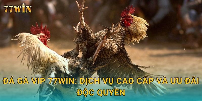 Đá gà VIP 77WIN – Trải nghiệm đẳng cấp, lợi nhuận bùng nổ 2 Đá gà VIP 77WIN: Dịch vụ cao cấp và ưu đãi độc quyền