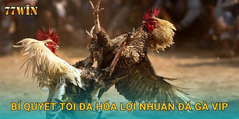 Đá gà VIP 77WIN – Trải nghiệm đẳng cấp, lợi nhuận bùng nổ 3 Bí quyết tối đa hóa lợi nhuận đá gà VIP
