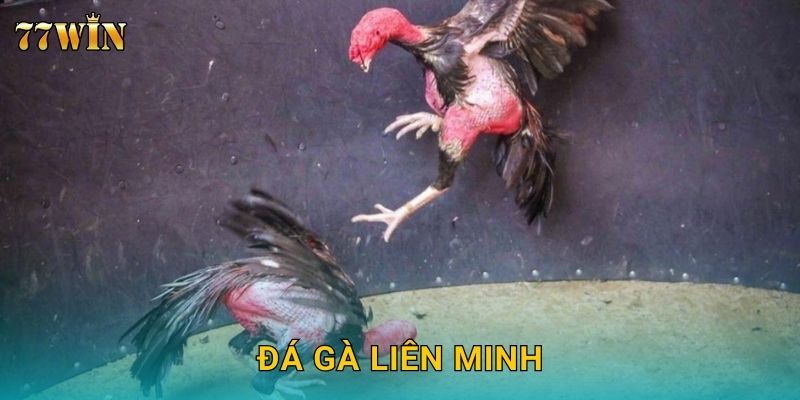 Đá gà liên minh 77WIN – Đấu trường quy mô lớn, kịch tính đỉnh cao
