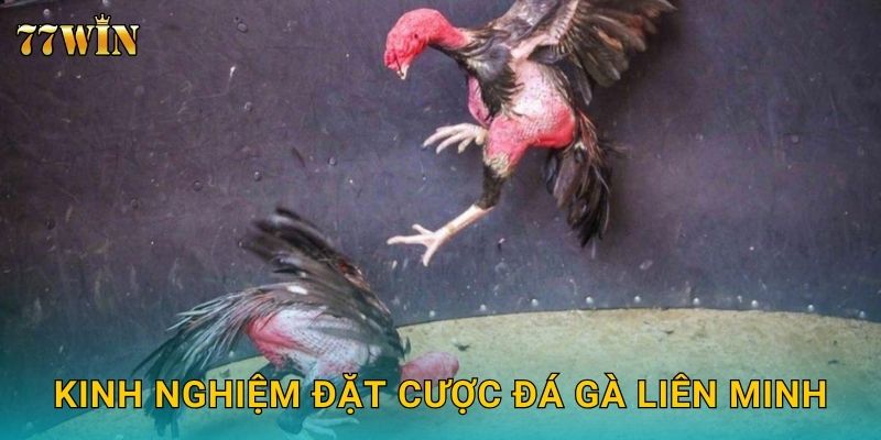 Đá gà liên minh 77WIN – Đấu trường quy mô lớn, kịch tính đỉnh cao 3 Kinh nghiệm đặt cược đá gà liên minh