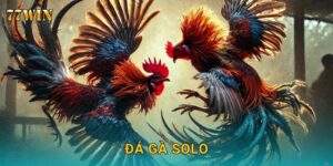 Đá gà solo 77WIN – Một chọi một, kịch tính từng giây