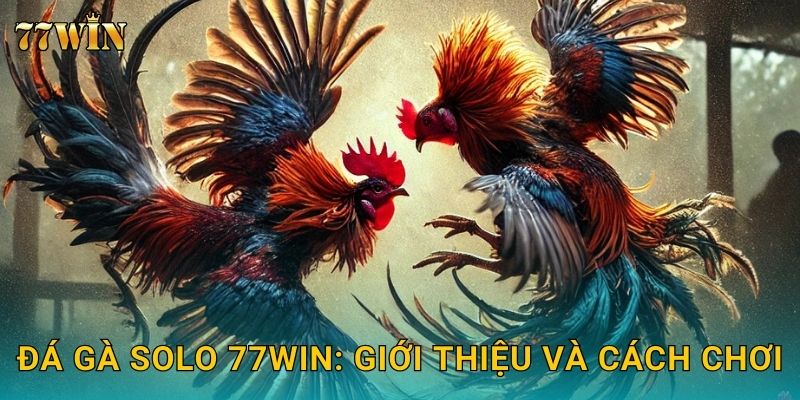 Đá gà solo 77WIN – Một chọi một, kịch tính từng giây 2 Đá gà solo 77WIN: Giới thiệu và cách chơi