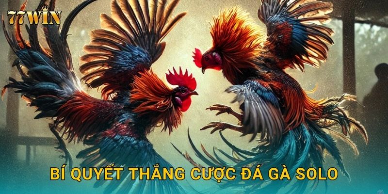 Đá gà solo 77WIN – Một chọi một, kịch tính từng giây 3 Bí quyết thắng cược đá gà solo