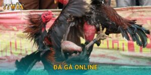 Đá gà online 77WIN – Trải nghiệm kịch tính, đặt cược cực hấp dẫn