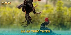 Đá gà trực tuyến 77WIN – Sân chơi hấp dẫn cho mọi cược thủ