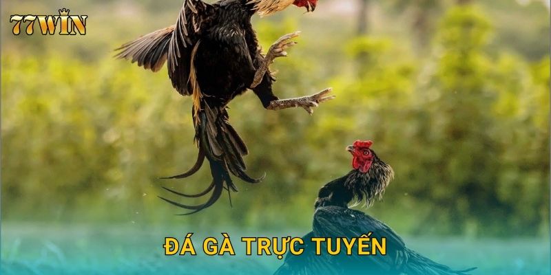 Đá gà trực tuyến 77WIN – Sân chơi hấp dẫn cho mọi cược thủ