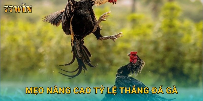 Đá gà trực tuyến 77WIN – Sân chơi hấp dẫn cho mọi cược thủ 3 Mẹo nâng cao tỷ lệ thắng đá gà