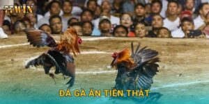 Đá gà ăn tiền thật 77WIN – Thắng lớn, rút thưởng siêu tốc