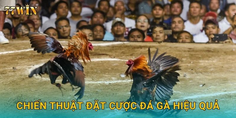 Đá gà ăn tiền thật 77WIN – Thắng lớn, rút thưởng siêu tốc 3 Chiến thuật đặt cược đá gà hiệu quả