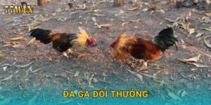 Đá gà đổi thưởng 77WIN – Cược dễ thắng, rút thưởng siêu tốc