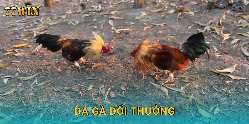 Đá gà đổi thưởng 77WIN – Cược dễ thắng, rút thưởng siêu tốc