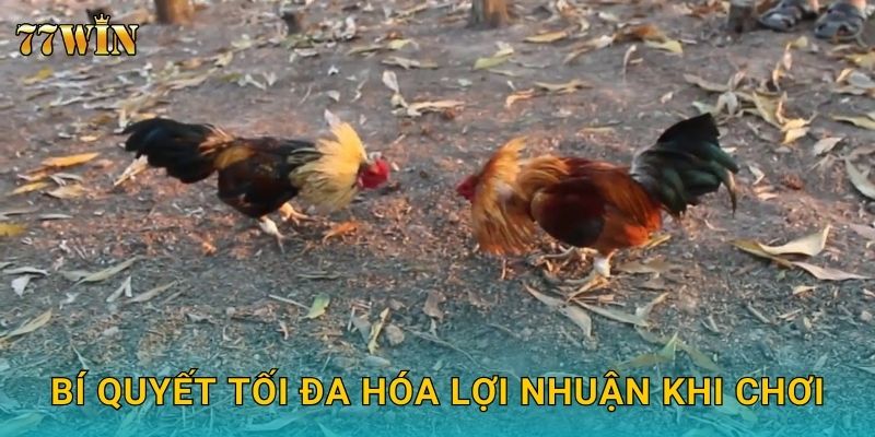 Đá gà đổi thưởng 77WIN – Cược dễ thắng, rút thưởng siêu tốc 3 Bí quyết tối đa hóa lợi nhuận khi chơi